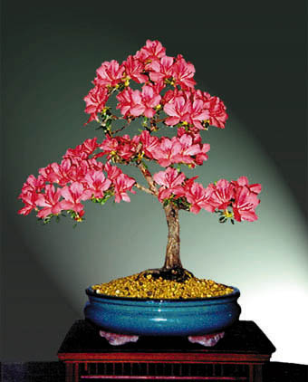 azalea98.JPG (58679 bytes)